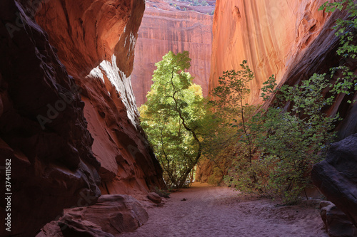 Fuzzy Caterpillar gorge, a slot canyon on the Burr Trail in the Grand Staircase escalante national monument in Southern Utah