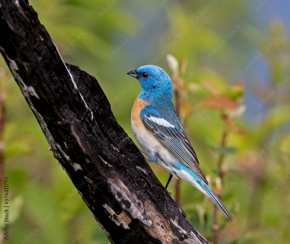 Fototapeta premium Lazuli Bunting perched on a burnt tree