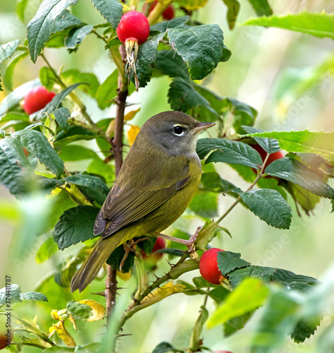 MacGillivray's Warbler during fall migration photo