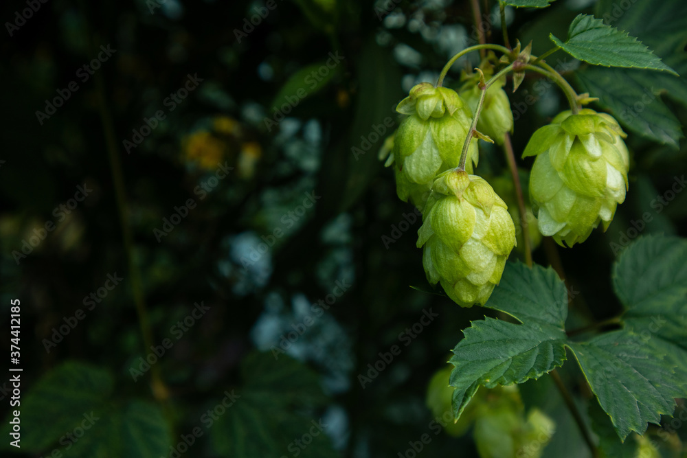Cones of the hop closeup, background photo with a copy space