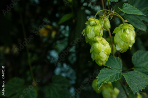 Cones of the hop closeup, background photo with a copy space