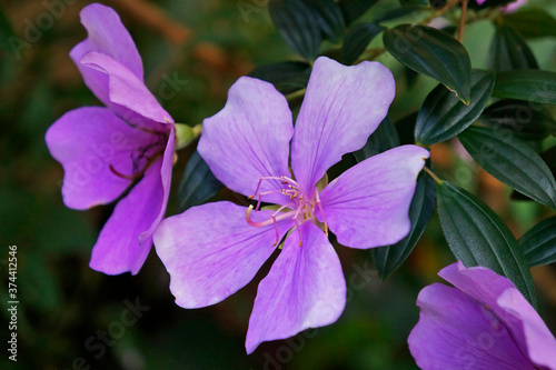 Silverleafed Princess flowers (Tibouchina Mutabilis) photo