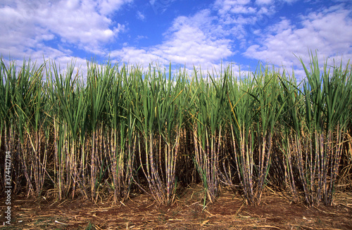 Cana-de-açúcar - colmos .