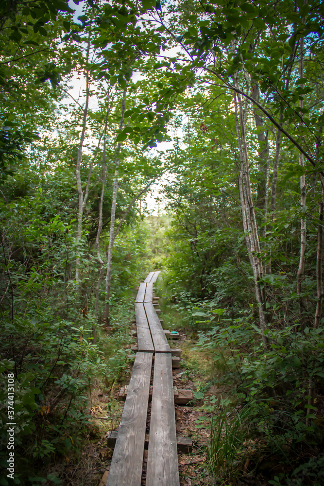 Fototapeta premium Wooden path going through the forest