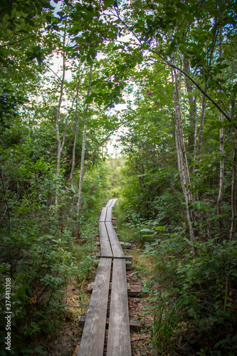 Wooden path going through the forest