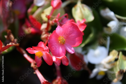 close up of garden flower
