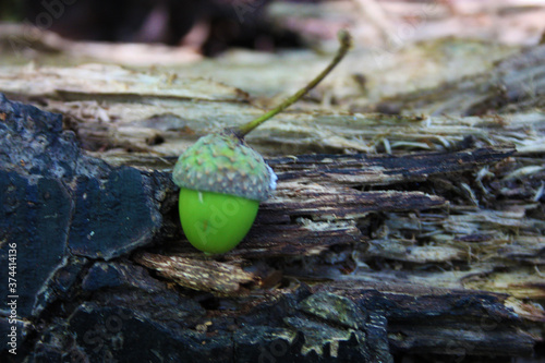 green acorn of unripe wild walnut against a trunk