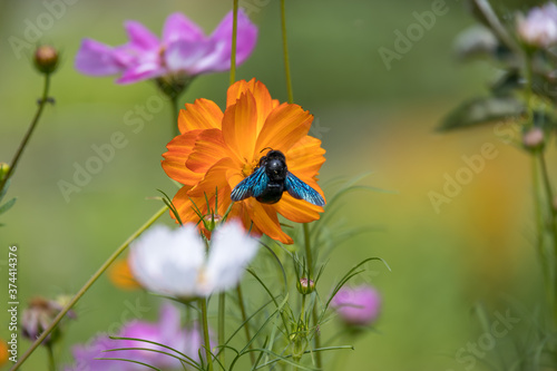 Carpenter Bee feeding on a Garden Cosmos (Cosmos sulphureus Cav.) in Italy photo
