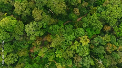 Aerial flight over fresh healthy grown green tropical Rainforest during rainy monsoon season in southern Thailand. overhead wide scenic wilderness and tree tops in drone top down view.