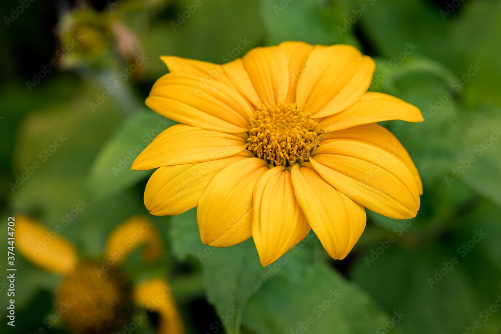 Jerusalem Artichoke (Helianthus tuberosus) flowering in a garden in Italy Jerusalem Artichoke (Helianthus tuberosus) flowering in a garden in Italy
