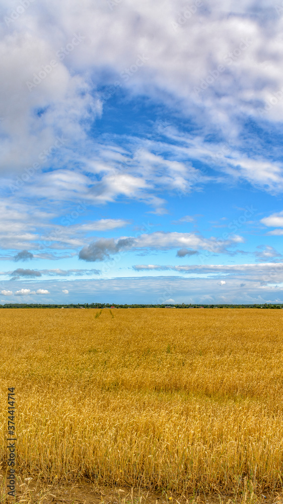 A field with ripened grain in the Leningrad Region.