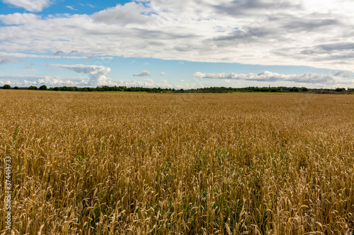 A field with ripened grain .