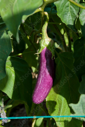 Spata, Greece, August 2020: Vegetable garden at a small farm. photo