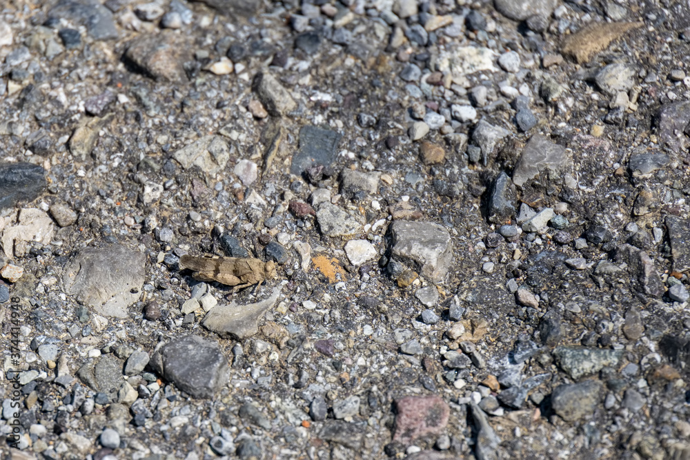Grasshopper (Omocestus raymondi) in the sunshine in Italy Grasshopper (Omocestus raymondi) in the sunshine in Italy