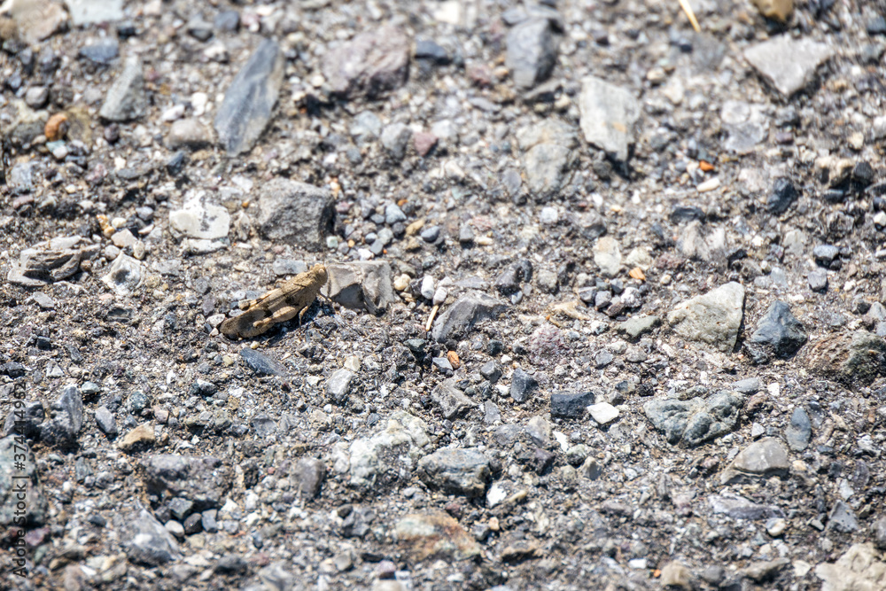 Grasshopper (Omocestus raymondi) in the sunshine in Italy