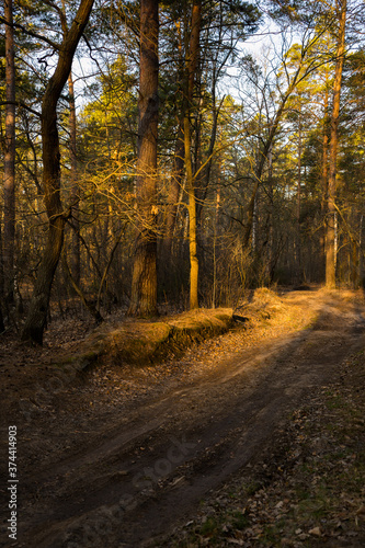 autumn in the forest