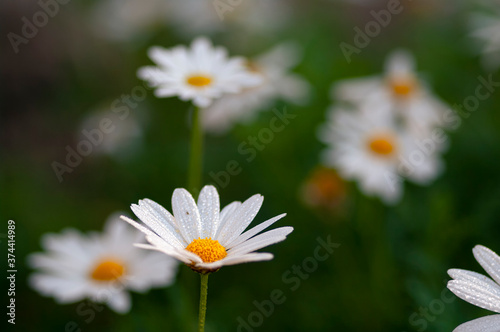 daisies in the garden © younes