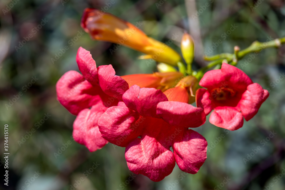 Obraz premium Campsis radicans growing in a garden in Torre de' Roveri Italy