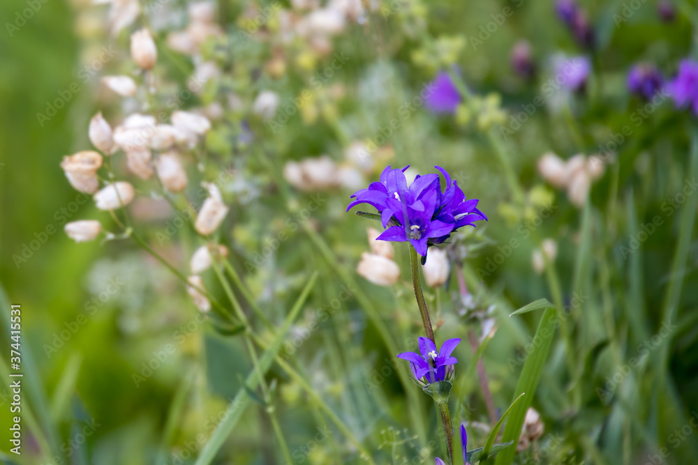 Campanula glomerata growing wild in the Dolomites Campanula glomerata growing wild in the Dolomites