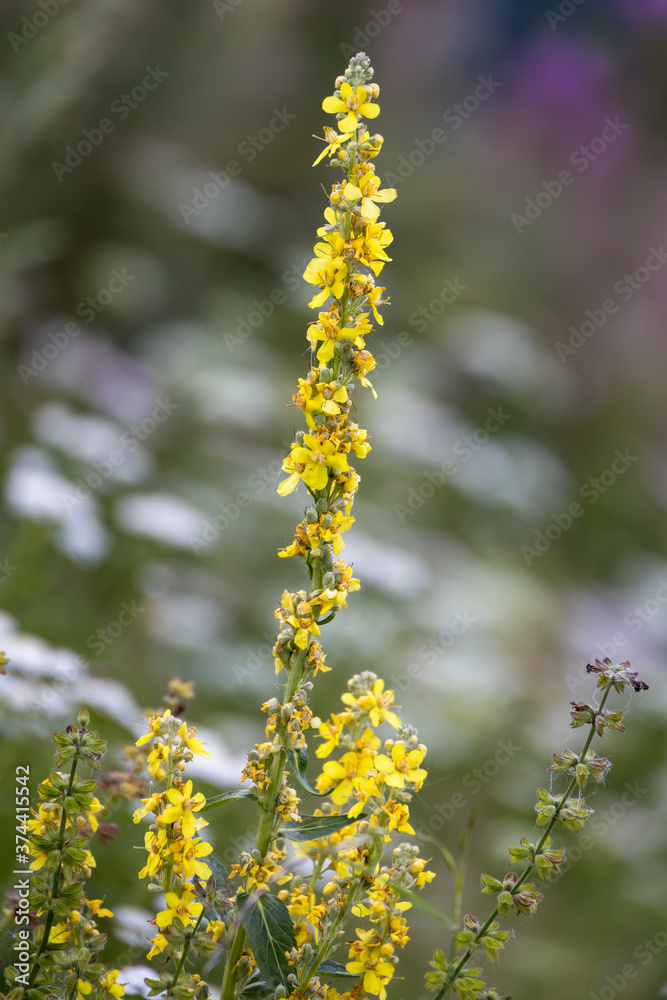 Agrimonia eupatoria growing wild in the Dolomites Agrimonia eupatoria growing wild in the Dolomites