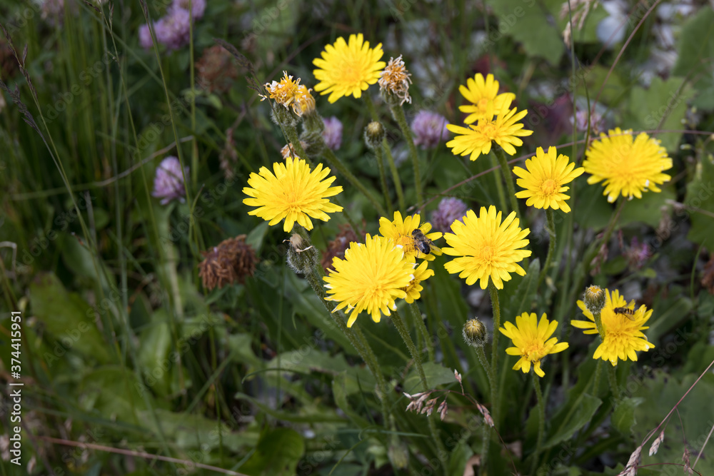 Hawkbits (Scorzoneroides montana) flowering in the Dolomites Hawkbits (Scorzoneroides montana) flowering in the Dolomites