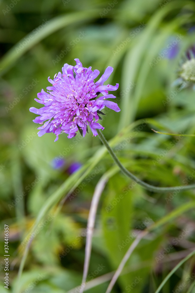Fototapeta premium Aster Alpinus flowers growing wild in the Dolomites