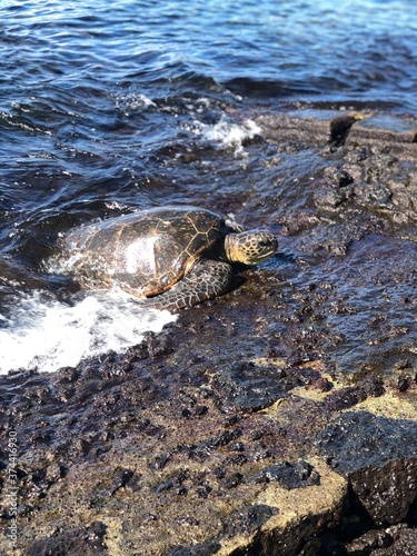 sea turtle on the rocks