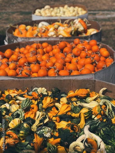 pumpkins on a farm
