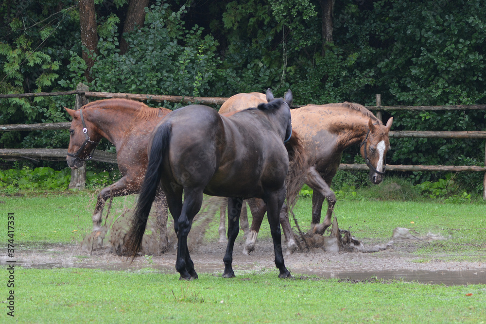 Fototapeta premium Horses playing in puddle in flooded field