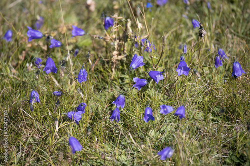 Blue Harebell flowers blooming in the Dolomites