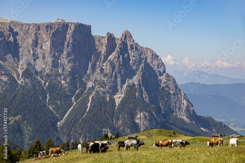 Cattle in the Dolomites near Ortesei St Ulrich, South Tyrol, Italy