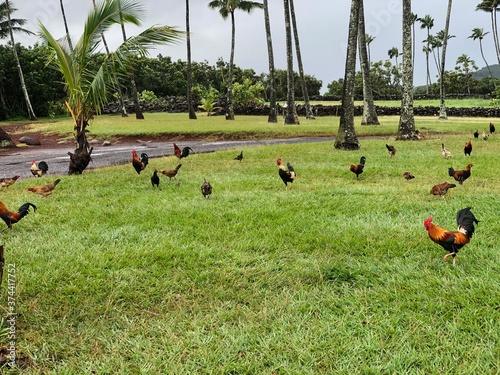 roosters on the grass