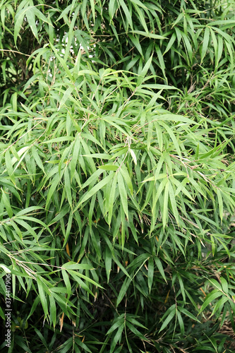 Closeup Shot of a Decorative Plant Grass