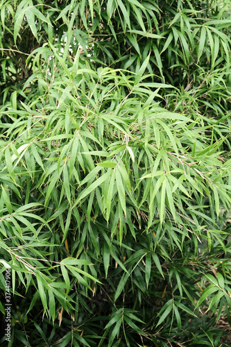 Closeup Shot of a Decorative Plant Grass © adibella6370