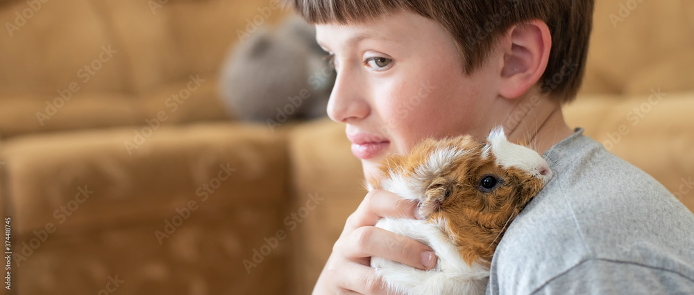 boy hugs a guinea pig on his shoulder. child plays with the pet at home. Pet care. Soft focus boy hugs a guinea pig on his shoulder. child plays with the pet at home. Pet care. Soft focus