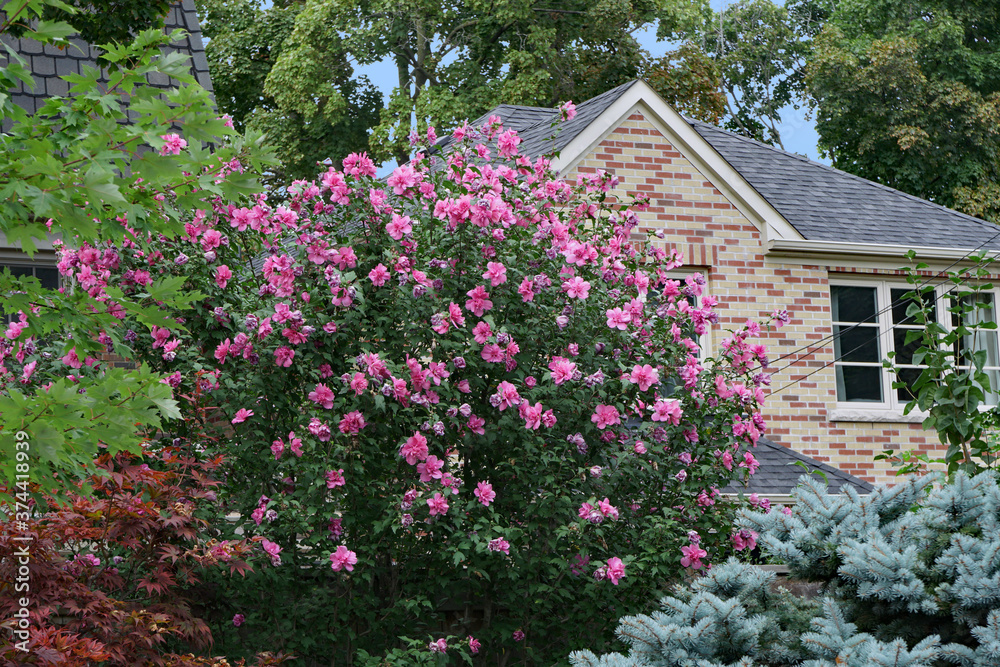 garden of house with Rose of Sharon bush in bloom