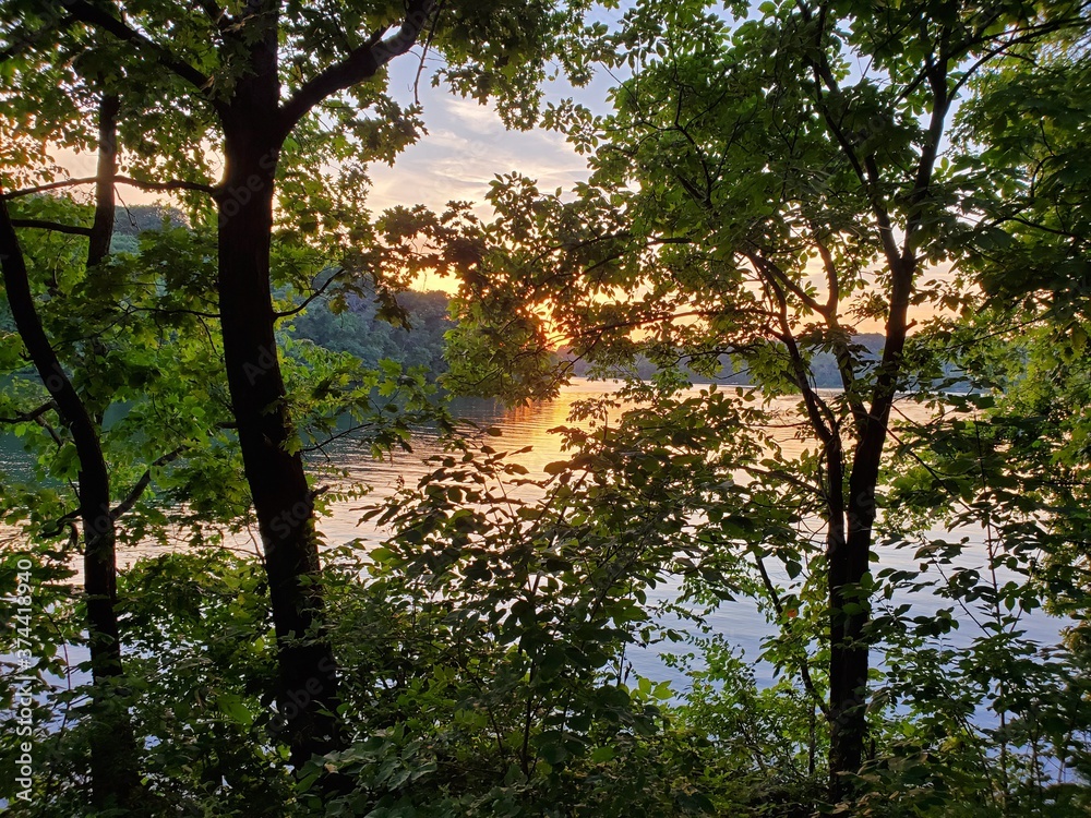 Obraz premium Sunset through Trees