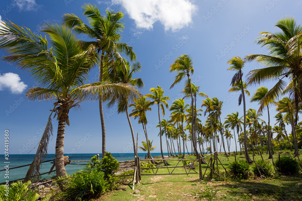 Panorama of palm grove at the paradise beach of Caribbean Sea at Saona island, Dominican Republic