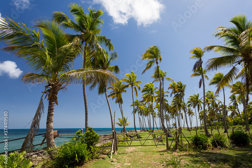 Panorama of palm grove at the paradise beach of Caribbean Sea at Saona island, Dominican Republic