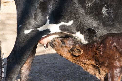 Foto calf sent milk from the cow in the field