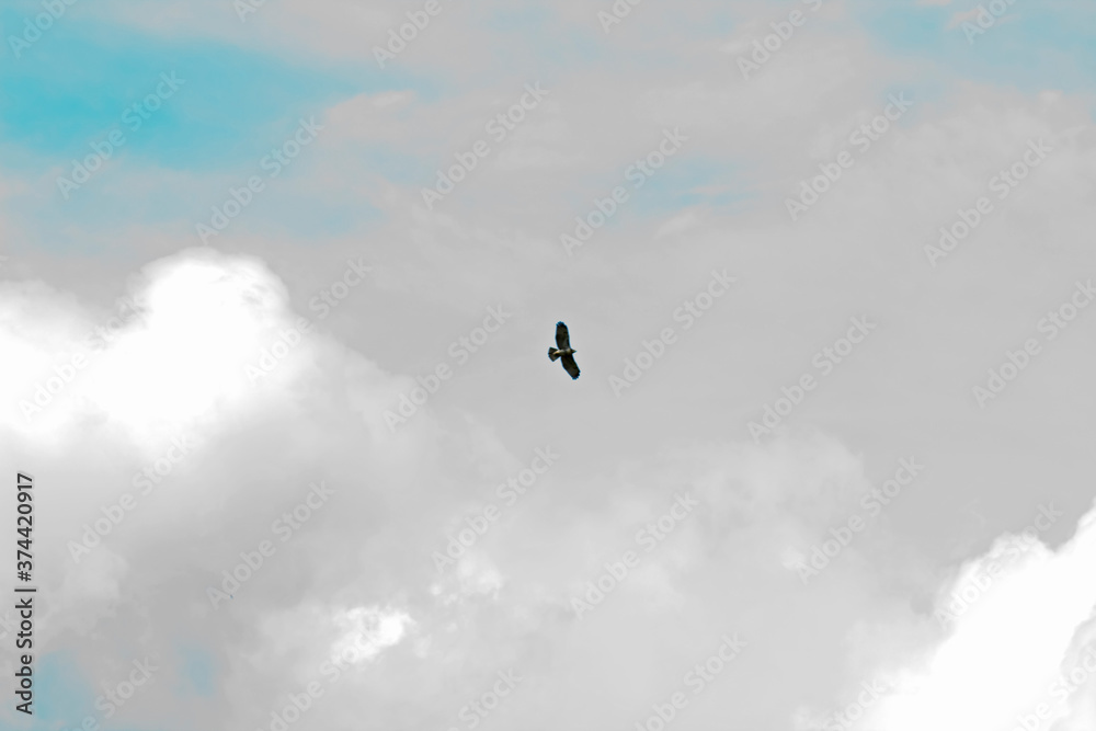 Fototapeta premium bird flying in the sky