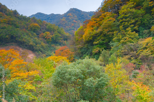Autumn scenery of Hubei Shennongjia National Geopark Scenic Area, China