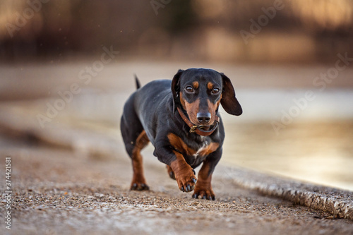 Dachshund running