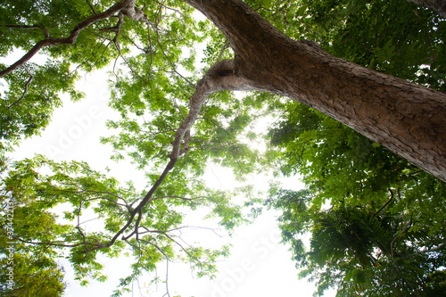 tree in the park