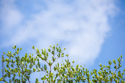 grass and sky