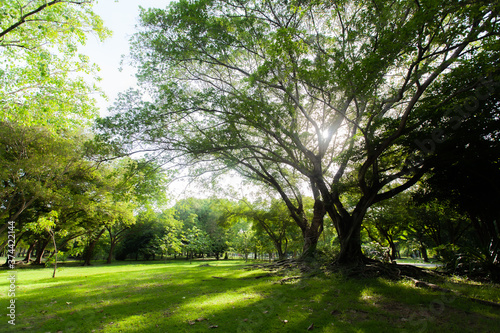 morning in the park