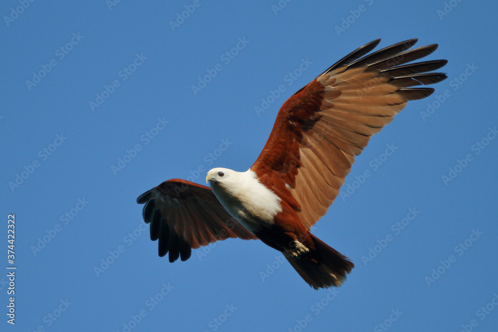 Obraz premium Brahminy kite flying
