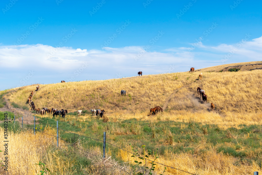 Obraz premium A herd of wild horses climb a hill in the high desert near Palouse Falls, Washington USA