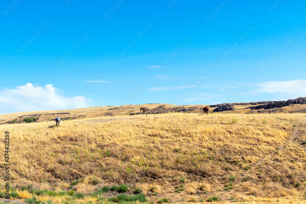 Three wild horses on top of a hill in the Palouse Falls State Park area of Washington State, USA