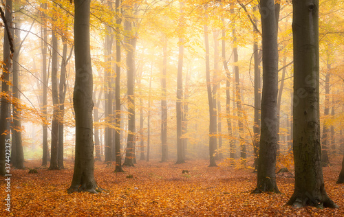 Beautiful autumn morning in the forest © Piotr Krzeslak